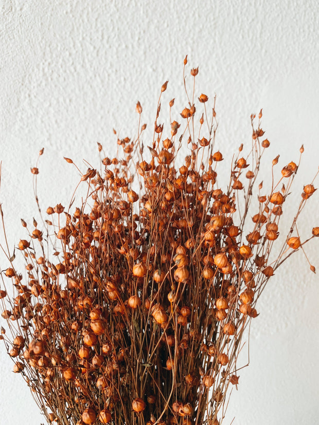 Linum Orange Dried Flowers