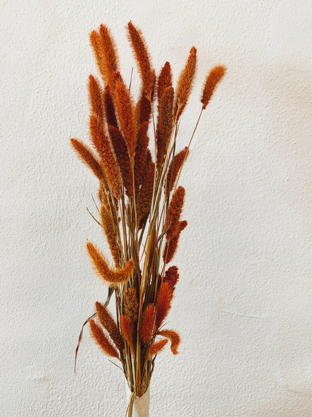 Setaria Orange Dried Flowers