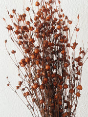Linum Orange Dried Flowers